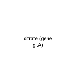 citrate (gene gltA)